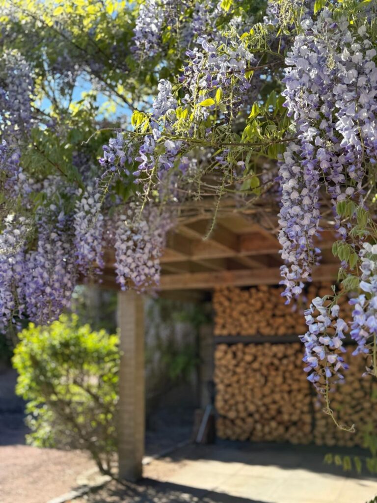 Wisteria in bloom over the log store in the garden at Camden’s House